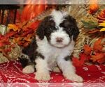 Small Photo #1 Bernedoodle-Poodle (Miniature) Mix Puppy For Sale in HUTCHINSON, KS, USA