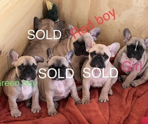 French Bulldog Litter for sale in MONTOURSVILLE, PA, USA
