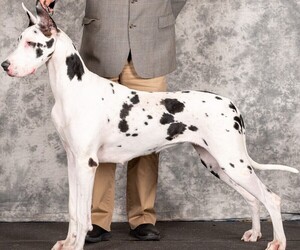 Great Dane Litter for sale in ROCKFORD, IL, USA