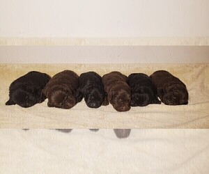 Labrador Retriever Litter for sale in CATO, NY, USA