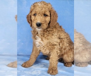 Goldendoodle (Miniature) Litter for sale in HAGERSTOWN, IN, USA