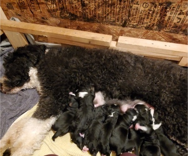 Medium Photo #1 Bernedoodle Puppy For Sale in TAYLORSVILLE, NC, USA