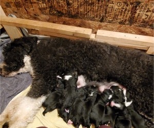 Bernedoodle Litter for sale in TAYLORSVILLE, NC, USA