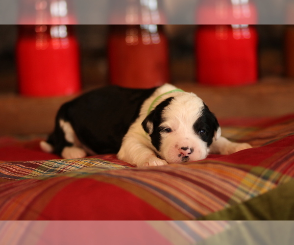 Medium Photo #1 Sheepadoodle Puppy For Sale in STANLEY, VA, USA