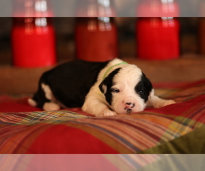 Sheepadoodle Litter for sale in STANLEY, VA, USA