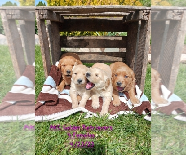 Medium Photo #1 Golden Retriever Puppy For Sale in SHIPSHEWANA, IN, USA