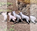 Small Photo #1 American Hairless Terrier Puppy For Sale in EASTON, MD, USA