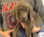 Small Photo #1 Weimaraner Puppy For Sale in TOWANDA, KS, USA