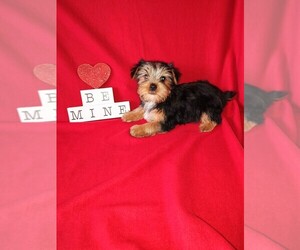 Yorkshire Terrier Litter for sale in LAPEER, MI, USA