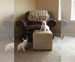West Highland White Terrier Litter for sale in LANSING, KS, USA
