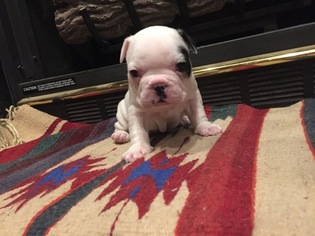 French Bulldog Litter for sale in STURGEON, MO, USA