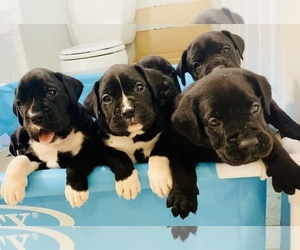 Boxador-Boxer Mix Litter for sale in CHERRY RUN, WV, USA