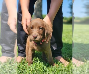 Labrador Retriever Litter for sale in BLACKVILLE, SC, USA