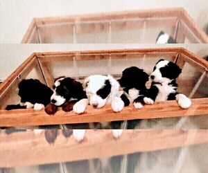 Sheepadoodle Litter for sale in GRAND JUNCTION, CO, USA