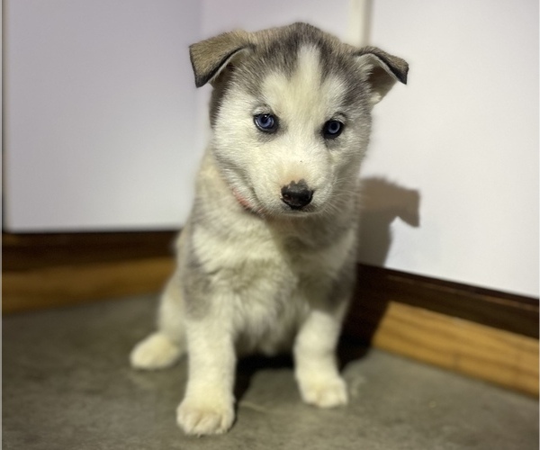 Medium Photo #1 Siberian Husky Puppy For Sale in FORT WAYNE, IN, USA