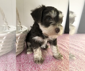 Schnoodle (Miniature) Litter for sale in GOSHEN, IN, USA