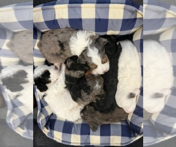 Medium Photo #1 Bernedoodle (Miniature) Puppy For Sale in FREDERICK, MD, USA