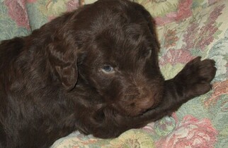 Labradoodle Litter for sale in LINCOLN, AL, USA