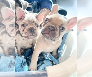 French Bulldog Litter for sale in MANTECA, CA, USA