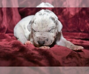 Great Dane Litter for sale in BRYAN, OH, USA