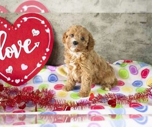 Cavapoo Litter for sale in FRESNO, OH, USA