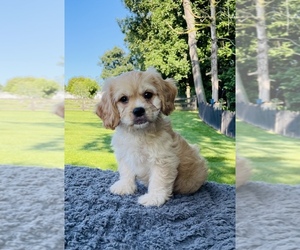 Cavachon Litter for sale in MILLERSBURG, OH, USA