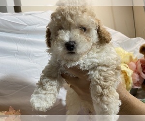 Poodle (Miniature) Litter for sale in HIGH POINT, NC, USA