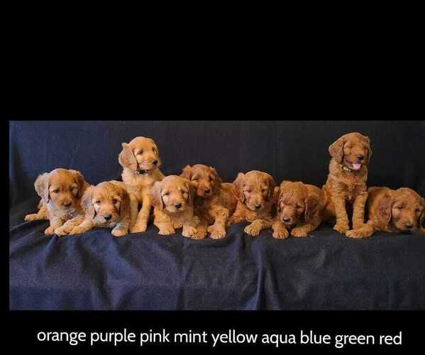 Medium Photo #1 Irish Doodle Puppy For Sale in PRINCEVILLE, IL, USA