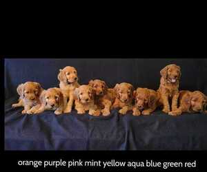 Irish Doodle Litter for sale in PRINCEVILLE, IL, USA