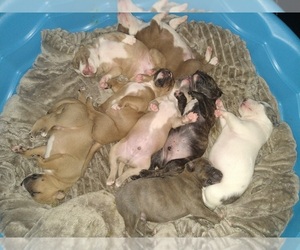 American Staffordshire Terrier Litter for sale in NEWLAND, NC, USA