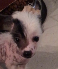 Chinese Crested Litter for sale in AUSTIN, TX, USA