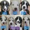 Small Photo #1 Alaskan Husky-German Shepherd Dog Mix Puppy For Sale in DENVER, CO, USA