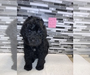 Goldendoodle Litter for sale in NEWTON, IL, USA