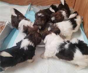 Shih Tzu Litter for sale in AKRON, OH, USA