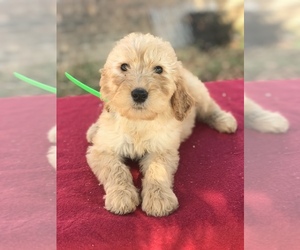 Goldendoodle (Miniature) Litter for sale in BOWLING GREEN, KY, USA