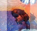 Small Photo #1 Shepradors Puppy For Sale in WOODLAND, WA, USA