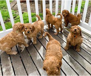 Goldendoodle Litter for sale in STREETSBORO, OH, USA
