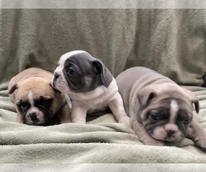 French Bulldog Litter for sale in JOHNSTOWN, NY, USA