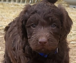 Labradoodle Litter for sale in WINCHESTER, CA, USA