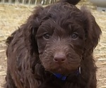 Small Photo #1 Labradoodle Puppy For Sale in WINCHESTER, CA, USA