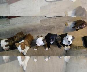 Olde English Bulldogge Litter for sale in ABILENE, TX, USA