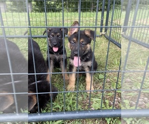 German Shepherd Dog Litter for sale in CRAB ORCHARD, KY, USA