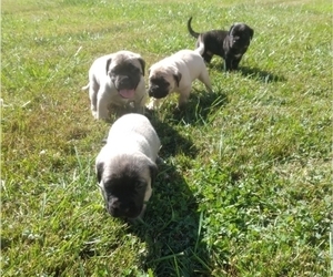 Mastiff Litter for sale in NORTH EAST, MD, USA
