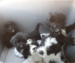Small Photo #1 Saint Berdoodle Puppy For Sale in HENDERSON, NC, USA