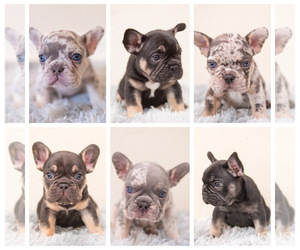 French Bulldog Litter for sale in FOUNTAIN VALLEY, CA, USA