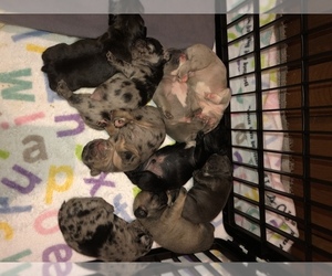 French Bulldog Litter for sale in NEWARK, OH, USA