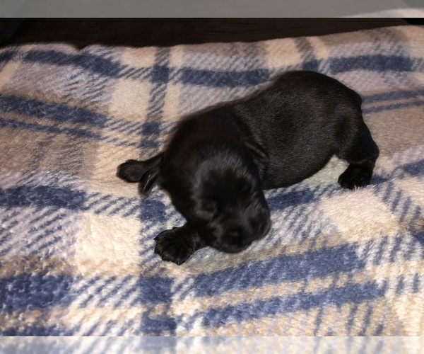 Medium Photo #1 Schnauzer (Miniature) Puppy For Sale in SALEM, OR, USA