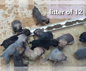 Cane Corso Litter for sale in MONTPELIER, VA, USA