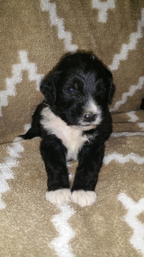 Medium Photo #1 Bernedoodle Puppy For Sale in POPLAR BLUFF, MO, USA