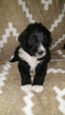 Small Photo #1 Bernedoodle Puppy For Sale in POPLAR BLUFF, MO, USA